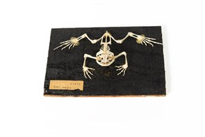 Image description is not available for 2007.2.15